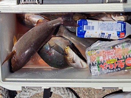 釣果情報イサキ釣り